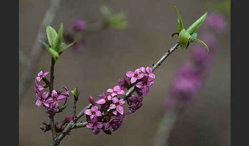 Seidelbast (Daphne mezereum)