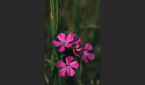 Karthäuser-Nelke (Dianthus carthusianorum)