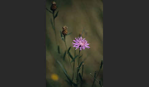 Wiesen-Flockenblume (Centaurea jacea)