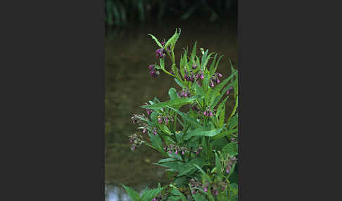 Arznei-Beinwell (Symphytum officinale)