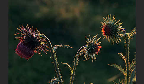 Nickende Distel (Carduus nutans)