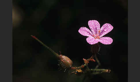 Gewöhnlicher Reiherschnabel (Erodium cicutarium)