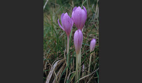 Herbst-Zeitlose (Colchicum autumnale)