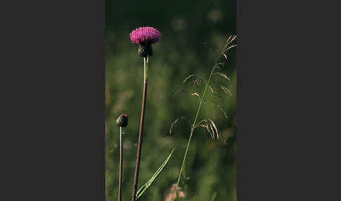 Verschiedenblättrige Kratzdistel (Cirsium heterophyllum)