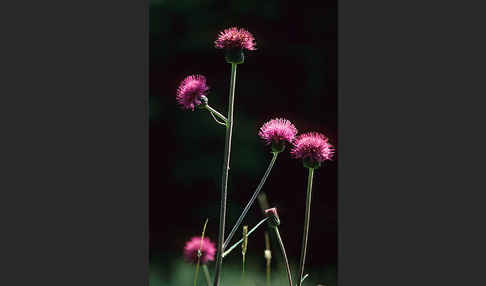 Verschiedenblättrige Kratzdistel (Cirsium heterophyllum)