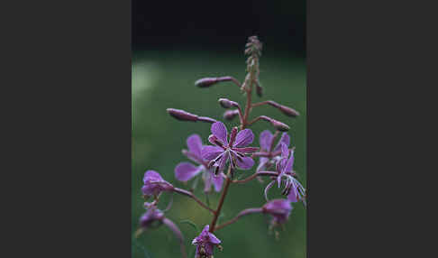 Schmalblättriges Weidenröschen (Epilobium angustifolium)