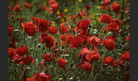 Klatsch-Mohn (Papaver rhoeas)