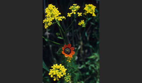 Sommer-Adonisröschen (Adonis aestivalis)