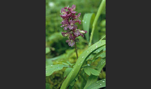 Hohler Lerchensporn (Corydalis cava)