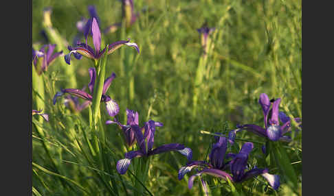 Grasblättrige Schwertlilie (Iris graminea)