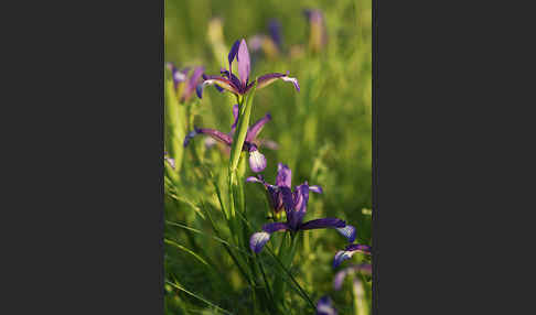 Grasblättrige Schwertlilie (Iris graminea)