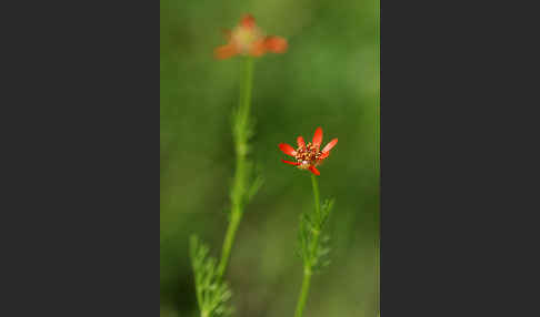 Flammen-Adonisröschen (Adonis flammea)