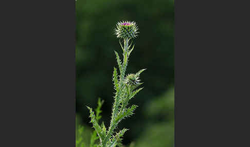 Illyrische Eselsdistel (Onopordum illyricum)