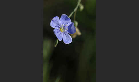 Lein (Linum spec.)