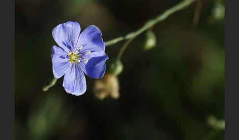 Lein (Linum spec.)