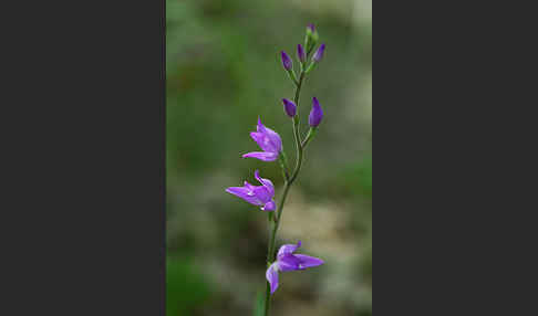 Rotes Waldvöglein (Cephalanthera rubra)