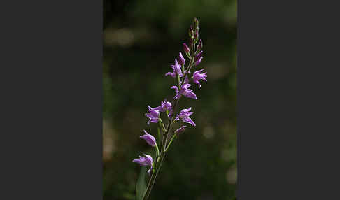 Rotes Waldvöglein (Cephalanthera rubra)