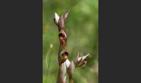 Pflugschar-Zungenstendel (Serapias vomeracea)