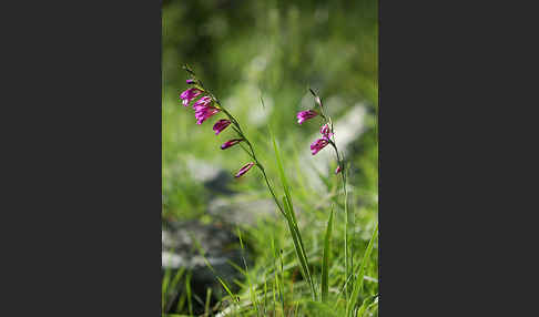 Illyrische Siegwurz (Gladiolus illyricus)