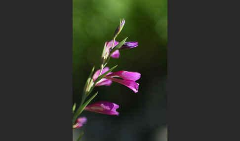 Illyrische Siegwurz (Gladiolus illyricus)