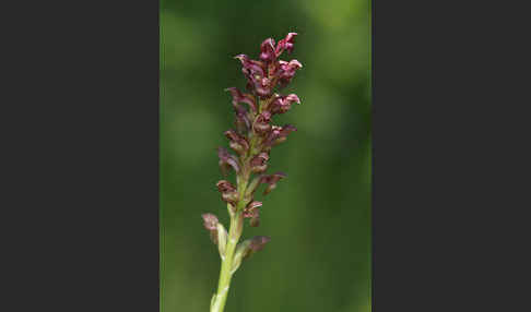 Wanzen-Knabenkraut (Orchis coriophora)