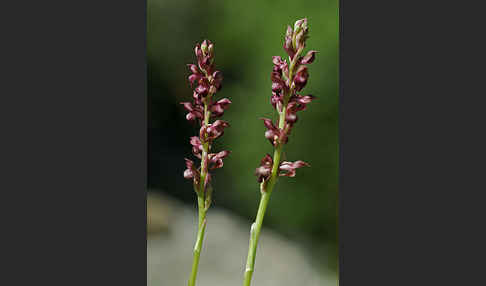 Wanzen-Knabenkraut (Orchis coriophora)