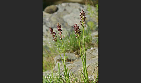 Wanzen-Knabenkraut (Orchis coriophora)