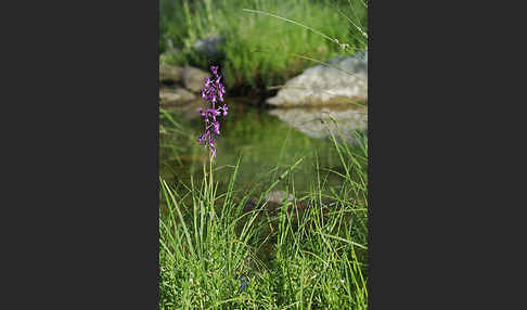 Lockerblütiges Knabenkraut (Orchis laxiflora)