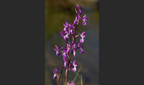 Lockerblütiges Knabenkraut (Orchis laxiflora)