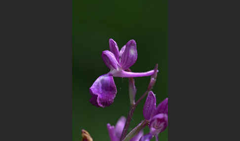 Lockerblütiges Knabenkraut (Orchis laxiflora)