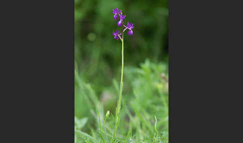 Lockerblütiges Knabenkraut (Orchis laxiflora)