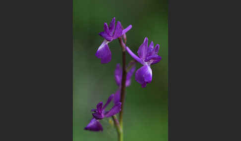 Lockerblütiges Knabenkraut (Orchis laxiflora)