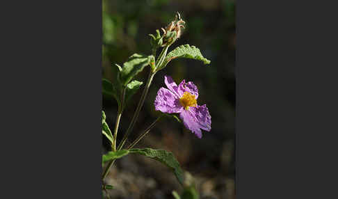 Kretische Zistrose (Cistus creticus)