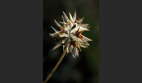 Sternklee (Trifolium stellatum)