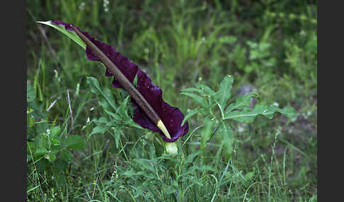 Gewöhnliche Schlangenwurz (Dracunculus vulgaris)