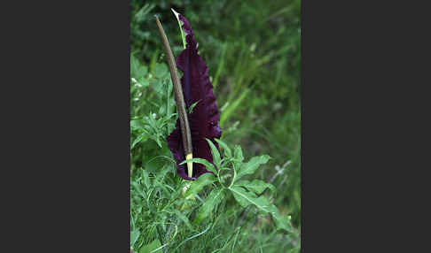 Gewöhnliche Schlangenwurz (Dracunculus vulgaris)