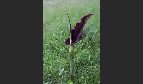 Gewöhnliche Schlangenwurz (Dracunculus vulgaris)