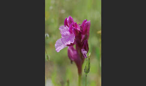 Schmetterlings-Knabenkraut (Orchis papillonacea sspec. Grandiflora)