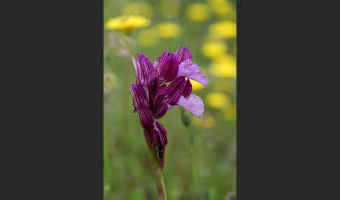 Schmetterlings-Knabenkraut (Orchis papillonacea sspec. Grandiflora)