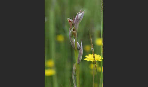 Kleinblütiger Zungenstendel (Serapias parviflora)