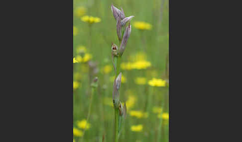 Kleinblütiger Zungenstendel (Serapias parviflora)