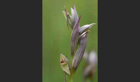 Kleinblütiger Zungenstendel (Serapias parviflora)