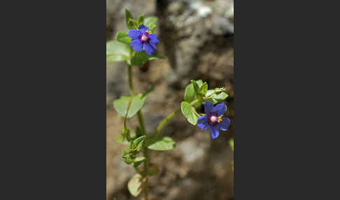 Acker-Gauchheil (Anagallis arvensis)