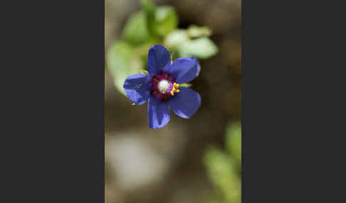 Acker-Gauchheil (Anagallis arvensis)