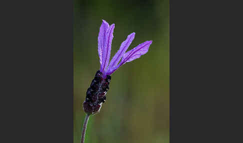 Schopf-Lavendel (Lavandula stoechas)