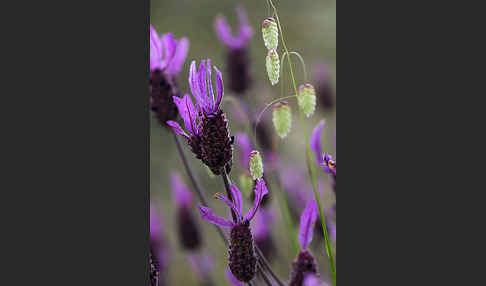 Schopf-Lavendel (Lavandula stoechas)