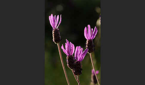 Schopf-Lavendel (Lavandula stoechas)