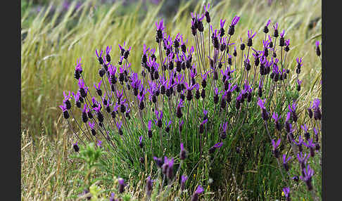 Schopf-Lavendel (Lavandula stoechas)