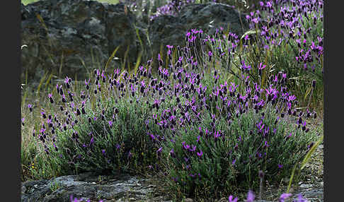 Schopf-Lavendel (Lavandula stoechas)