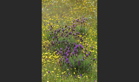 Schopf-Lavendel (Lavandula stoechas)